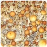 Псилоцибиновые (галлюциногенные)  грибы Psilocybin "Golden Teacher" в Чегеме