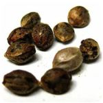 Семена марихуаны АК-47  (Seeds AK-47) в Чегеме